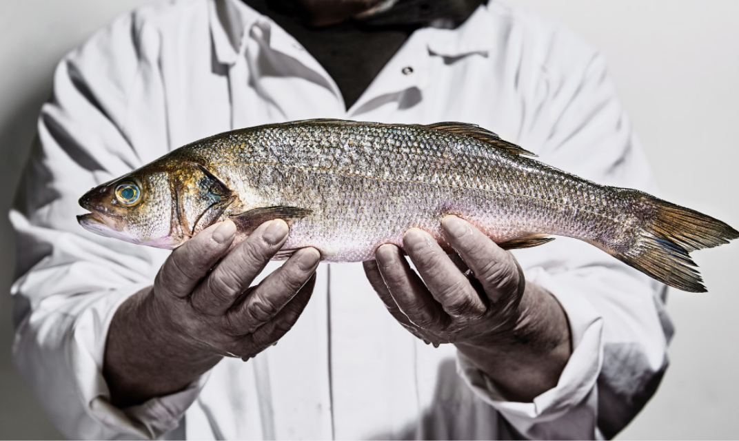 Seabass